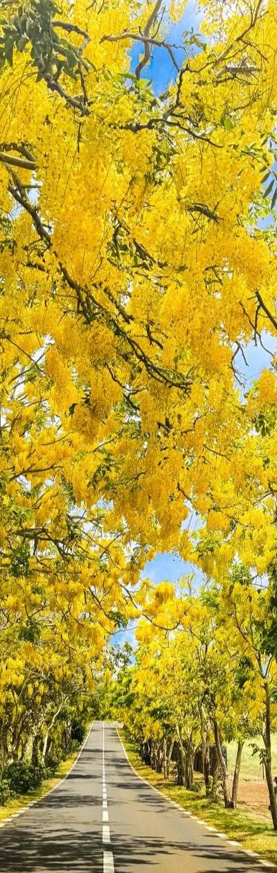 Red & Yellow Flamboyant Trees in Mauritius: A Guide to the Bloom