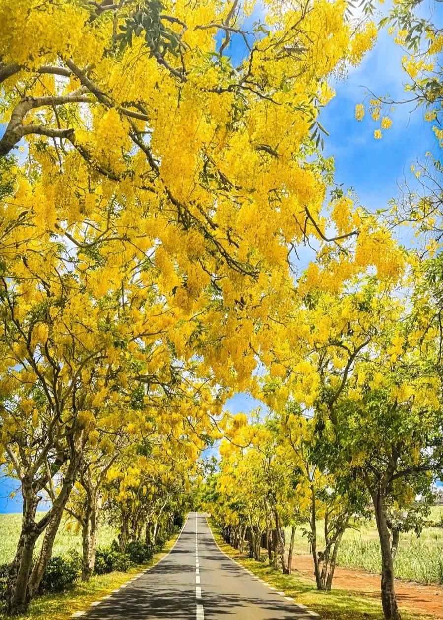 Red & Yellow Flamboyant Trees in Mauritius: A Guide to the Bloom