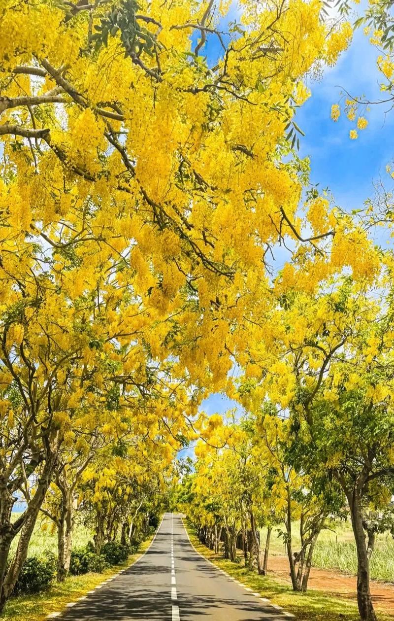 Red & Yellow Flamboyant Trees in Mauritius: A Guide to the Bloom
