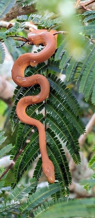 Round Island Keel-Scaled Boa