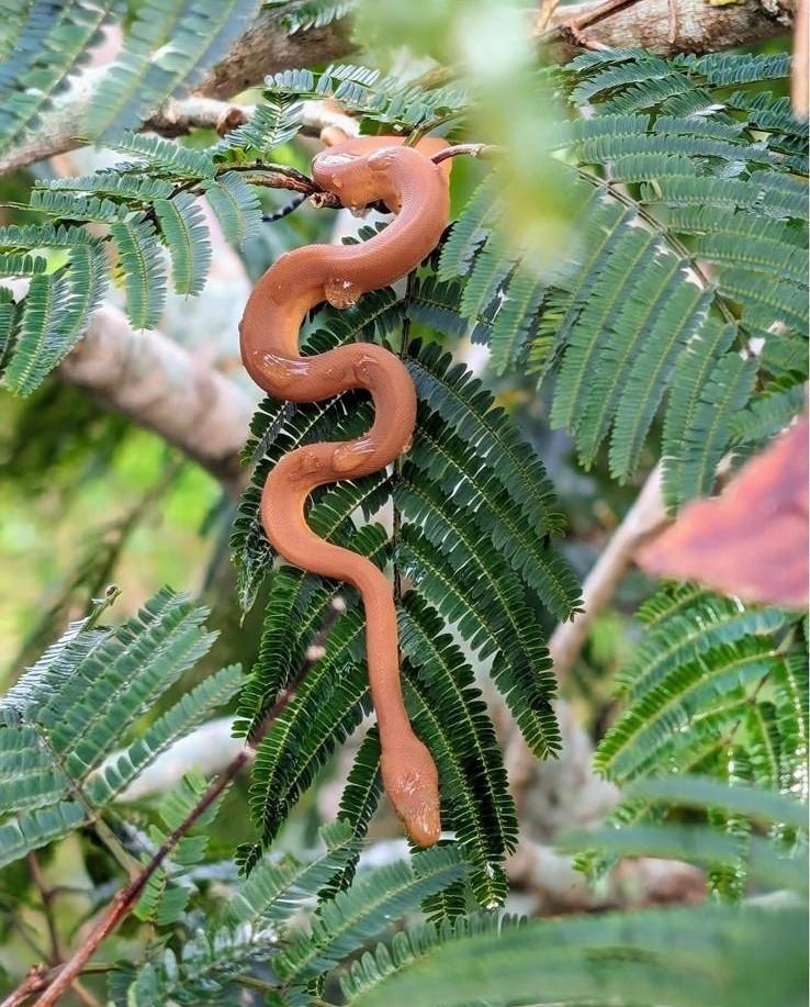 round-island-snake-in-mauritius-unique-in-the-world-preservation-and-conservation-work.jpeg