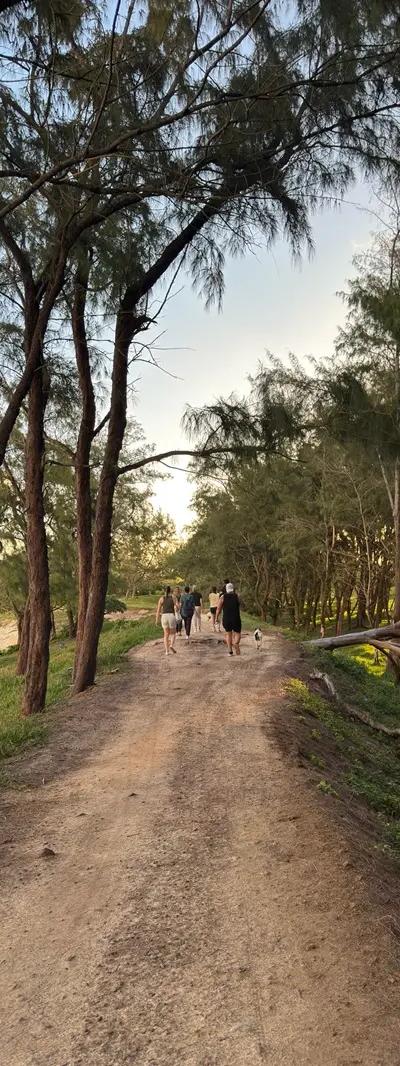 Royal Palm Forest Hike Mauritius | Hidden Nature Trail in the Wild South Beach photo 4