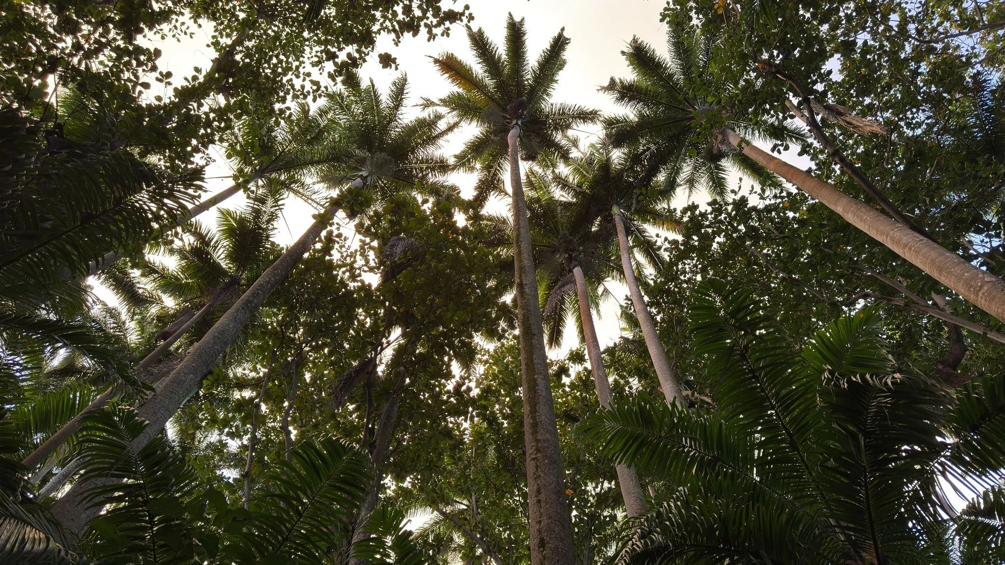 royal-palm-forest-hike-in-south-of-mauritius.webp