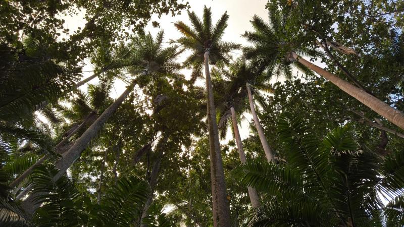 royal-palm-forest-hike-in-south-of-mauritius.webp
