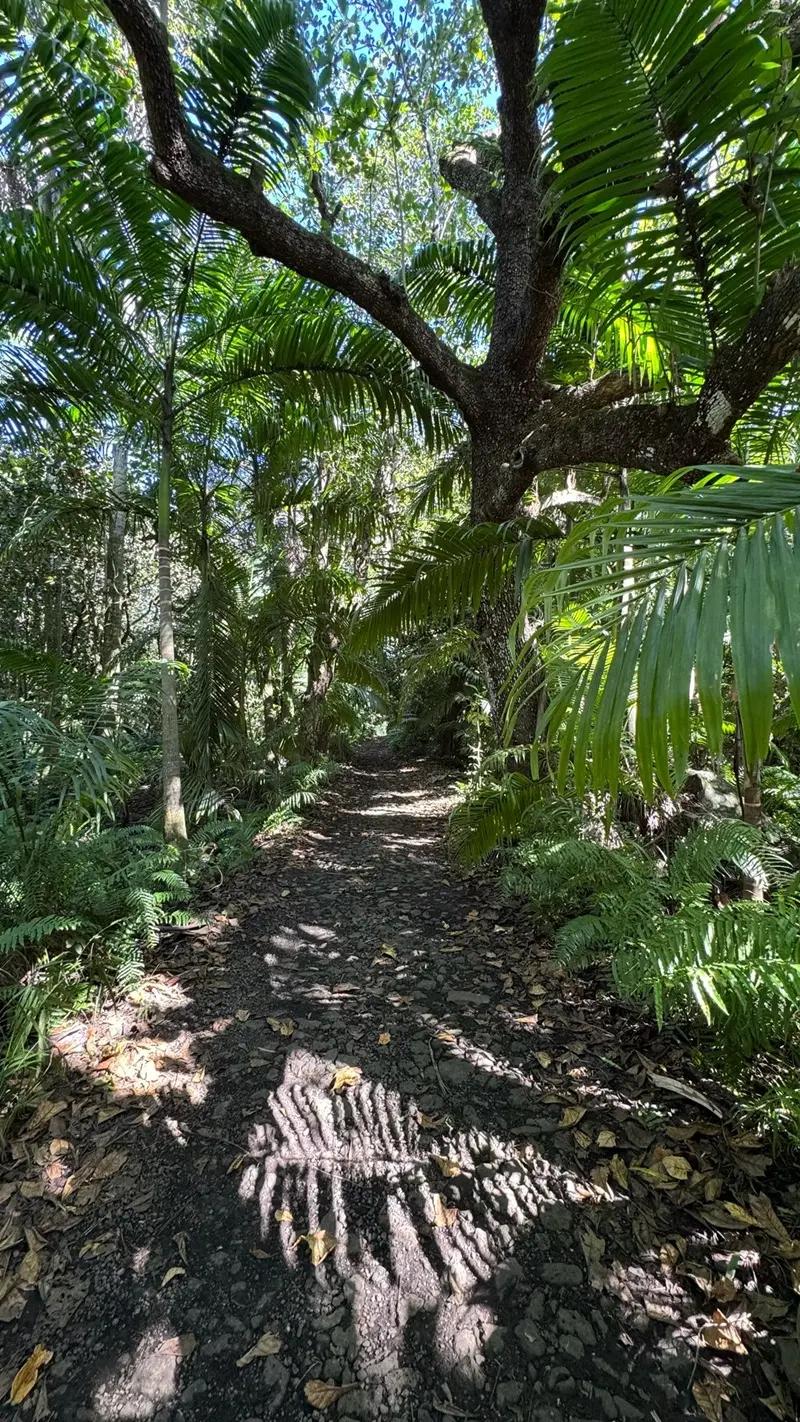 Royal Palm Forest Hike Mauritius | Hidden Nature Trail in the Wild South Beach photo 7