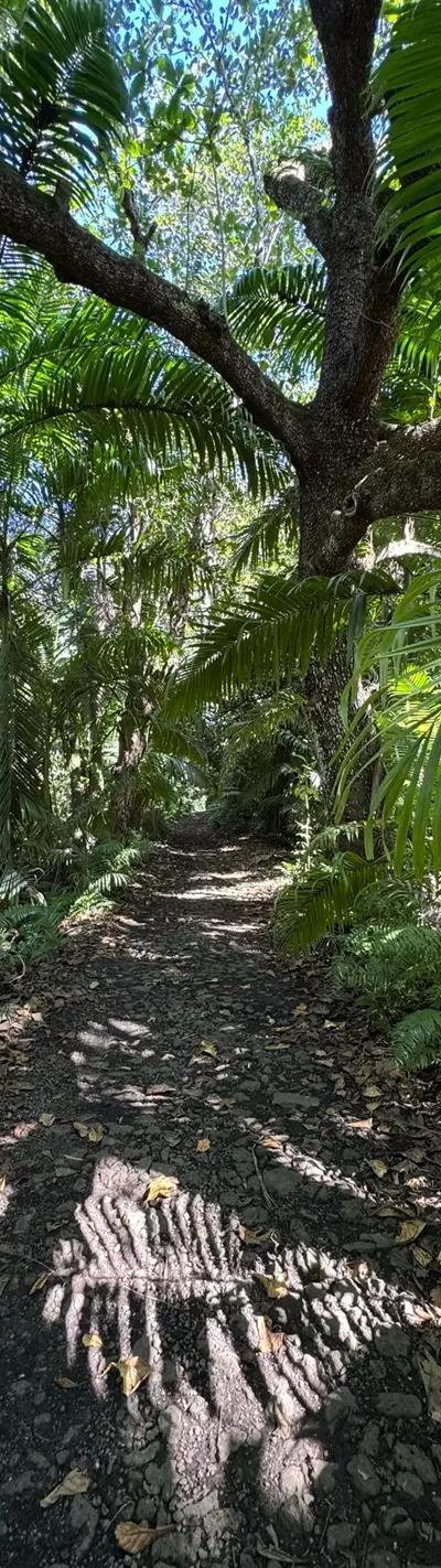 Royal Palm Forest Hike Mauritius | Hidden Nature Trail in the Wild South Beach photo 7