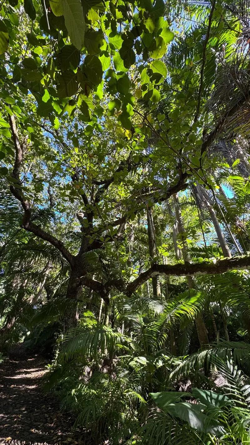 Royal Palm Forest Hike Mauritius | Hidden Nature Trail in the Wild South Beach photo 8