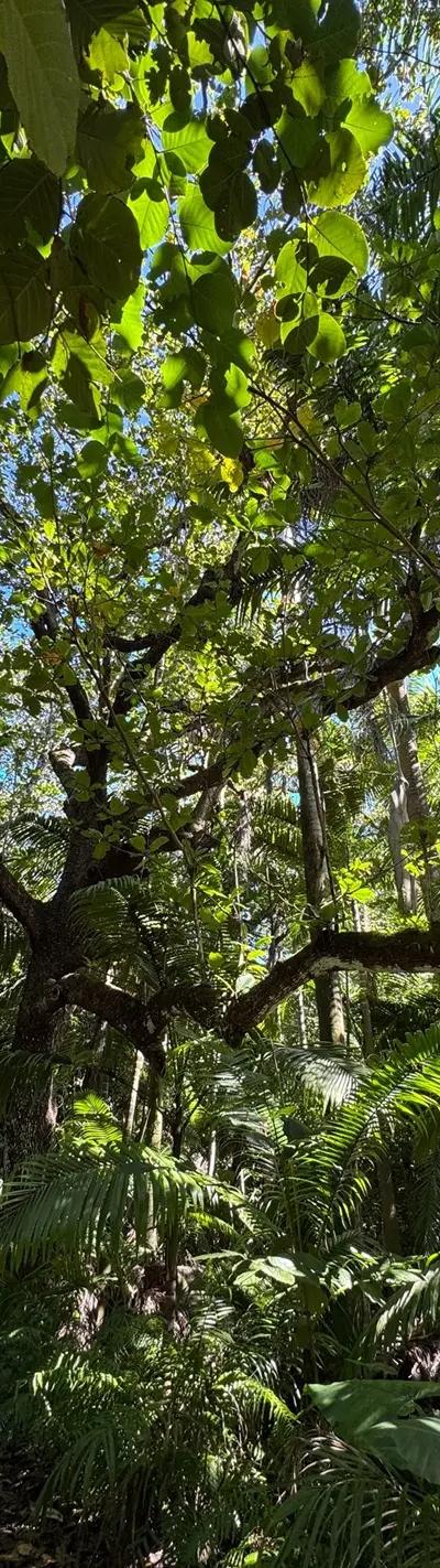 Royal Palm Forest Hike Mauritius | Hidden Nature Trail in the Wild South Beach photo 8