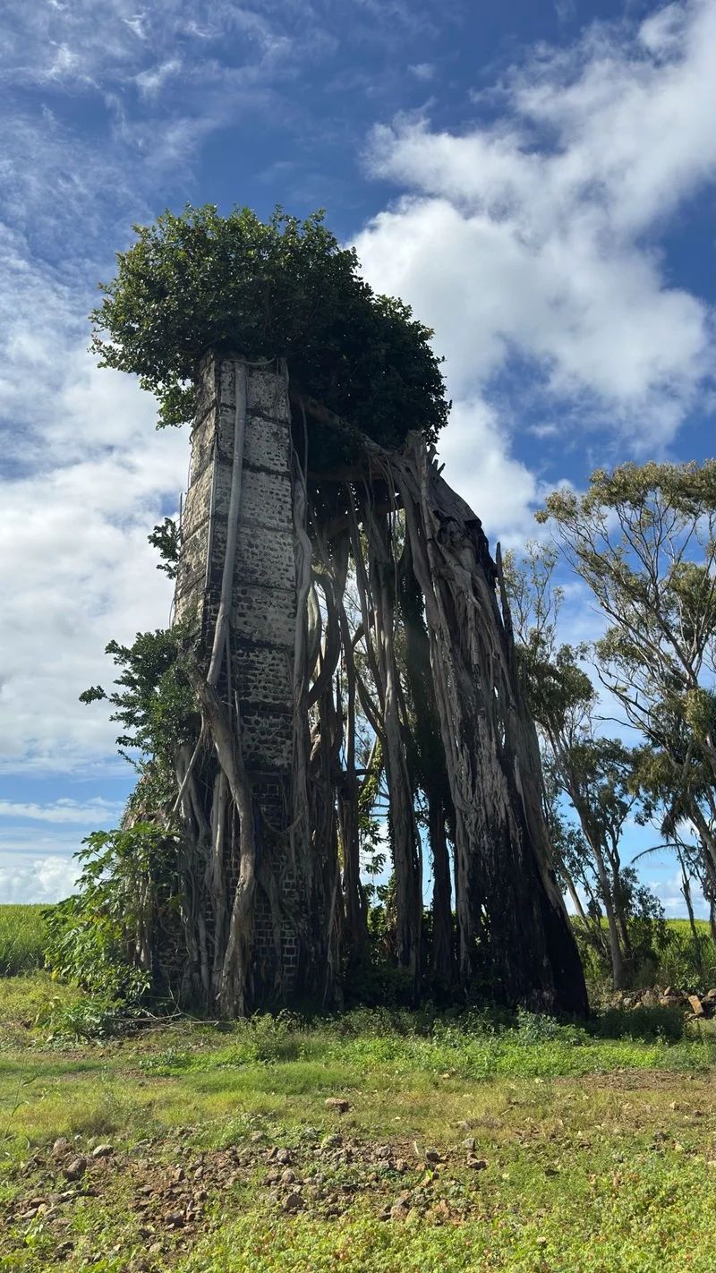 Ruines De Savinia Mauritius | Hidden Sugar Estate Ruins In The Wild South