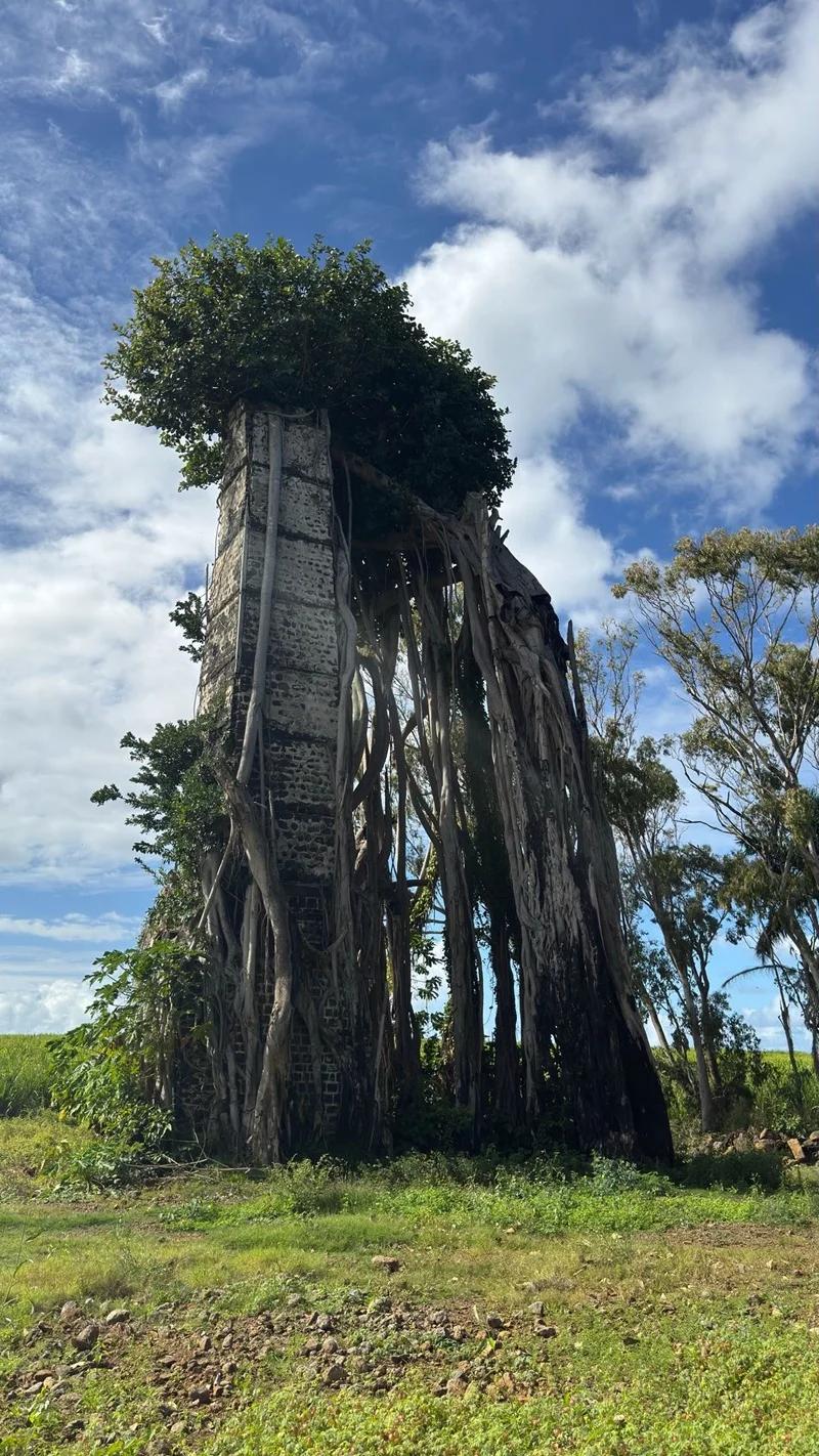 Ruines de Savinia Mauritius | Hidden Sugar Estate Ruins in the Wild South