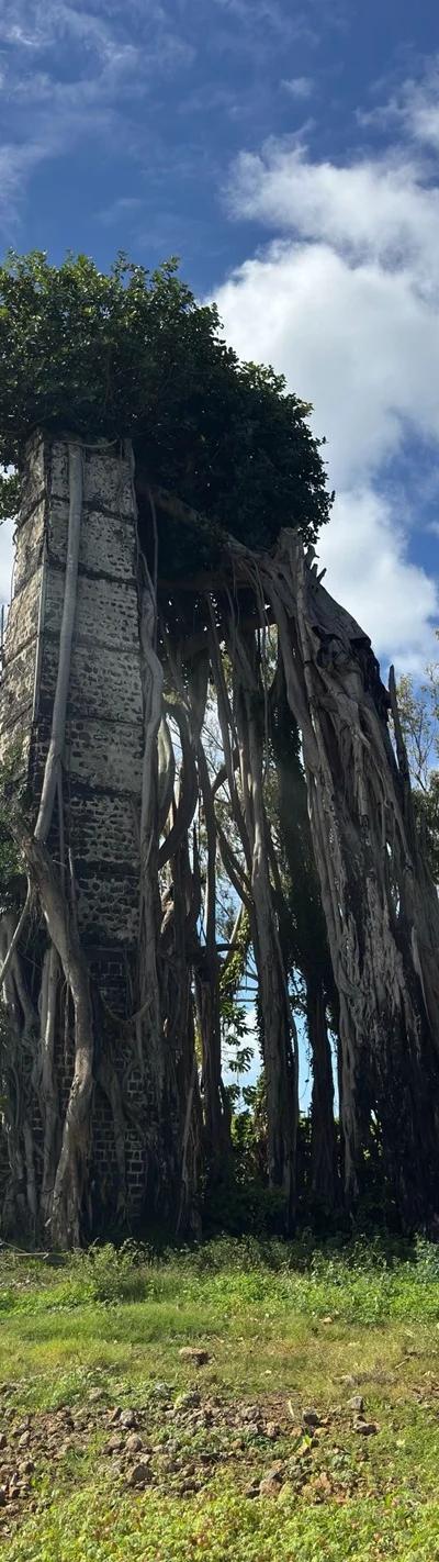 Ruines de Savinia Mauritius | Hidden Sugar Estate Ruins in the Wild South