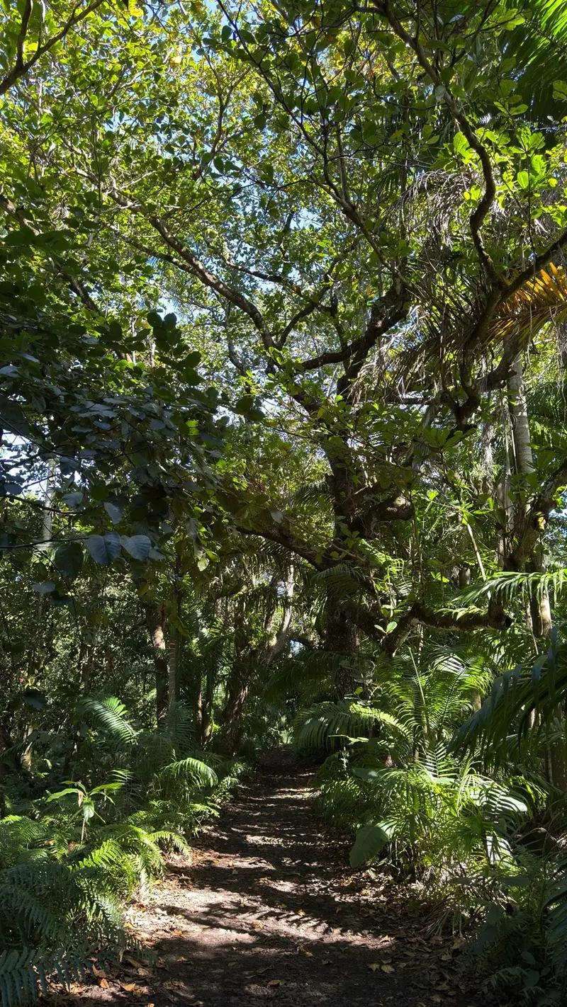 Royal Palm Forest Hike Mauritius | Hidden Nature Trail in the Wild South Beach photo 9