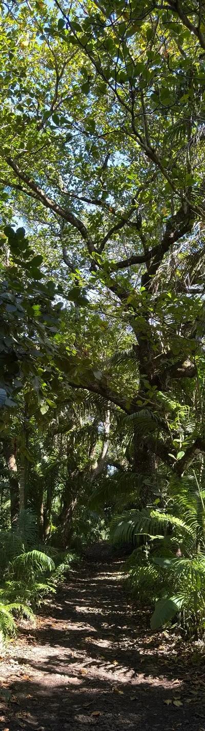 Royal Palm Forest Hike Mauritius | Hidden Nature Trail in the Wild South Beach photo 9