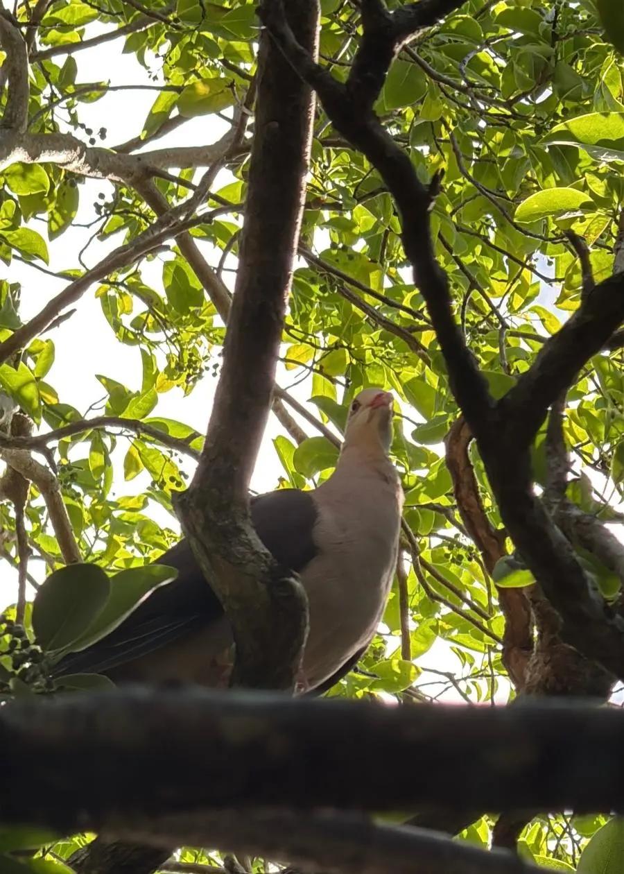 Endemische Rosentaube während einer Wildtiertour auf Île aux Aigrettes bei Mahébourg