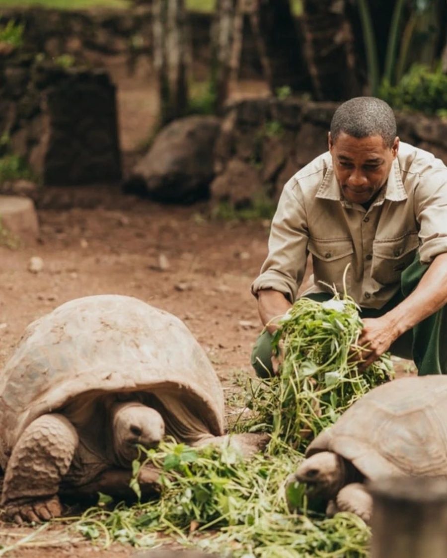 Riesenschildkröten bei der Siebenfarbigen Erde von Chamarel auf Mauritius