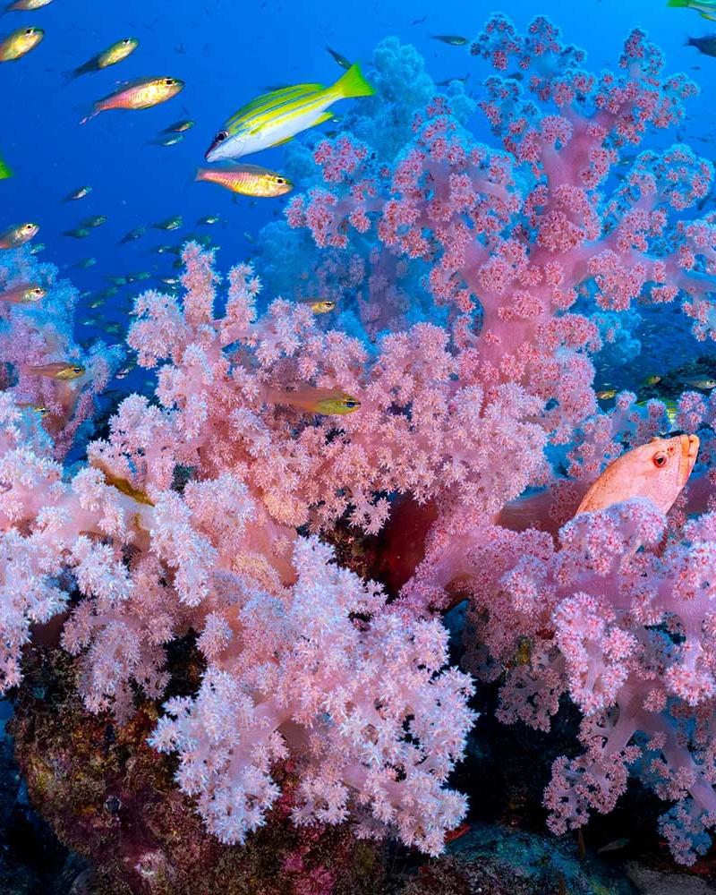 snake-reef-dive-in-flic-en-flac-mauritius.webp