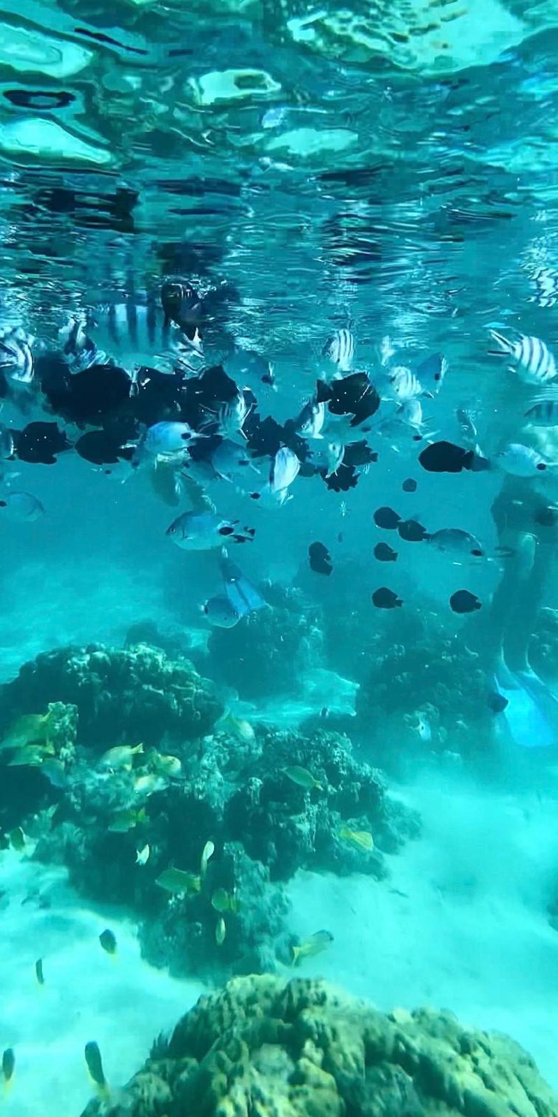 snorkleing-at-ile-plate-inmauritius-speedboat-tours.webp