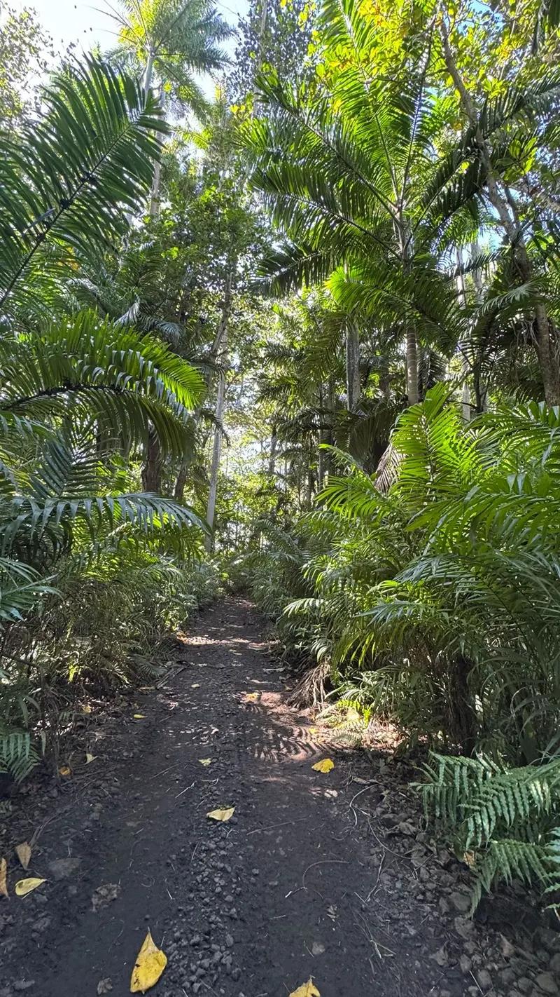 Royal Palm Forest Hike Mauritius | Hidden Nature Trail in the Wild South Beach photo 10
