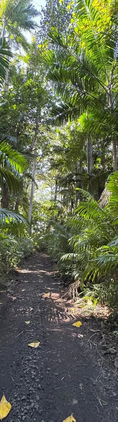 Royal Palm Forest Hike Mauritius | Hidden Nature Trail in the Wild South Beach photo 10