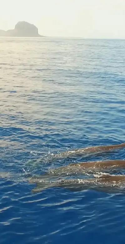 Whale Watching in Mauritius : When & Where to See Sperm and Humpback Whales