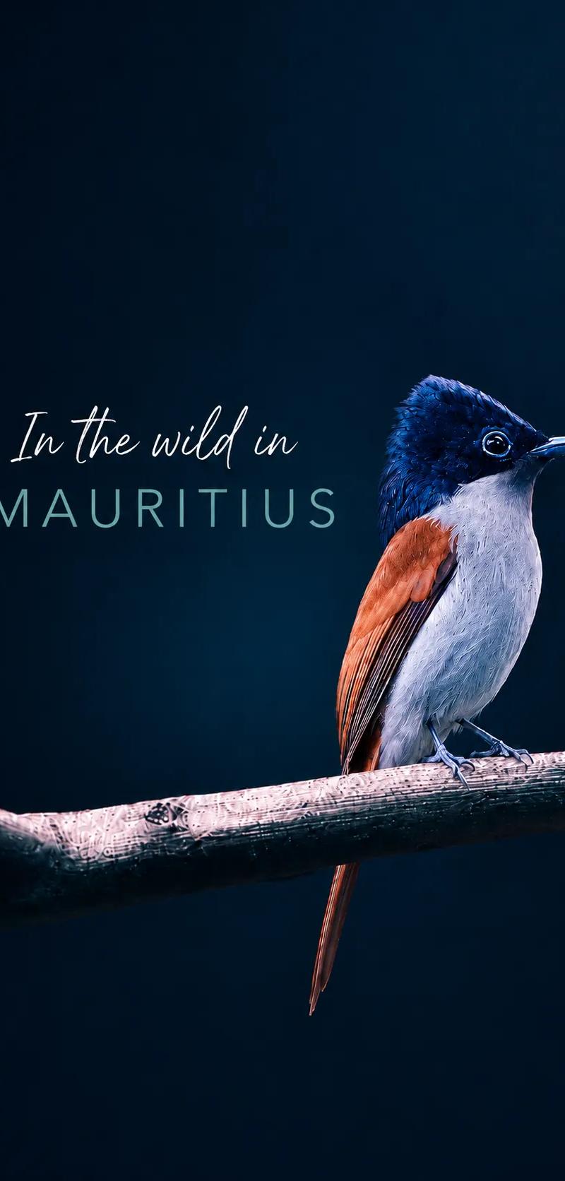 Birds of Mauritius: Rare Endemics & Where to See Them