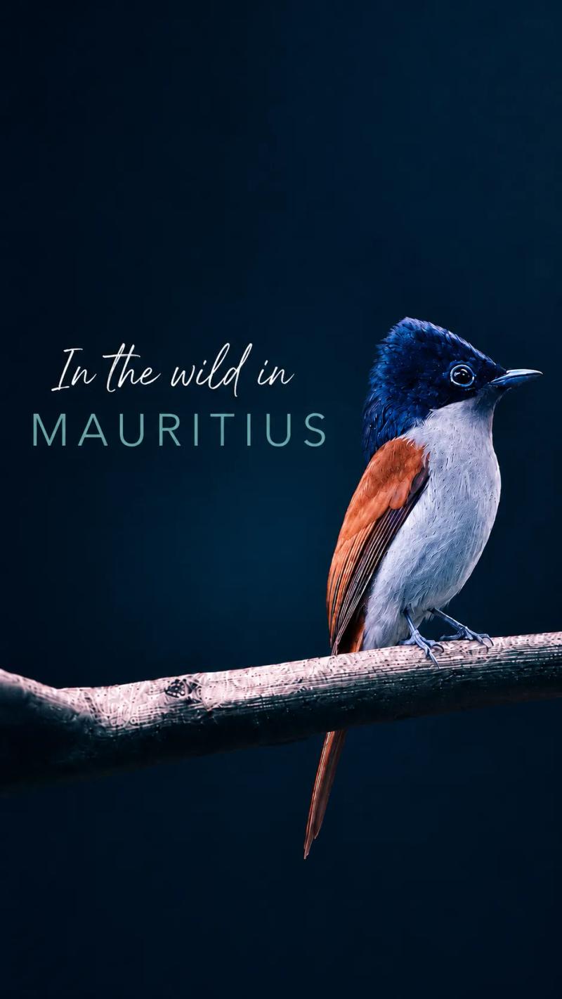 Birds of Mauritius: Rare Endemics & Where to See Them