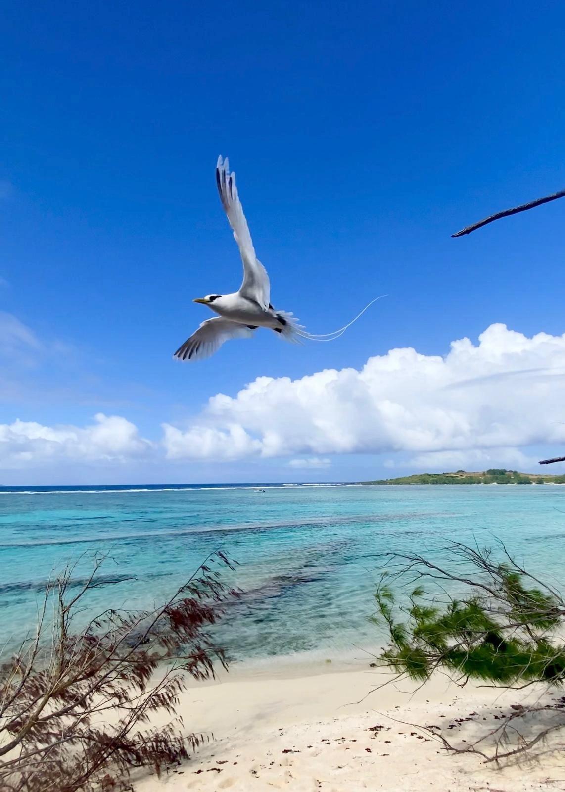 Ilot Gabriel & Ile Plate Beach photo 14