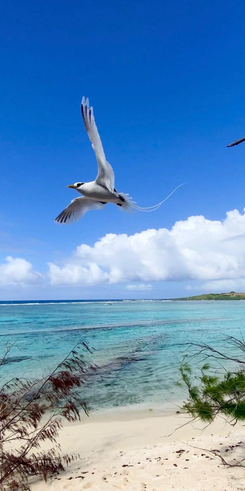 strawtail-in-mauritius-ile-plate-flat-island-.webp