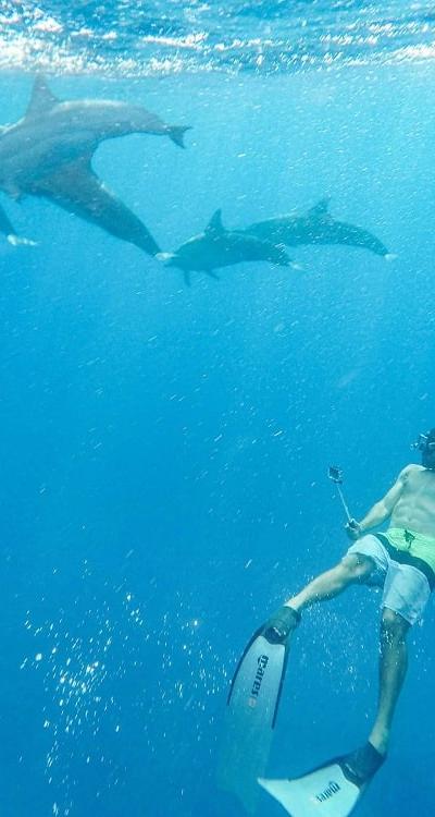 Swim with Dolphins Beach photo 5