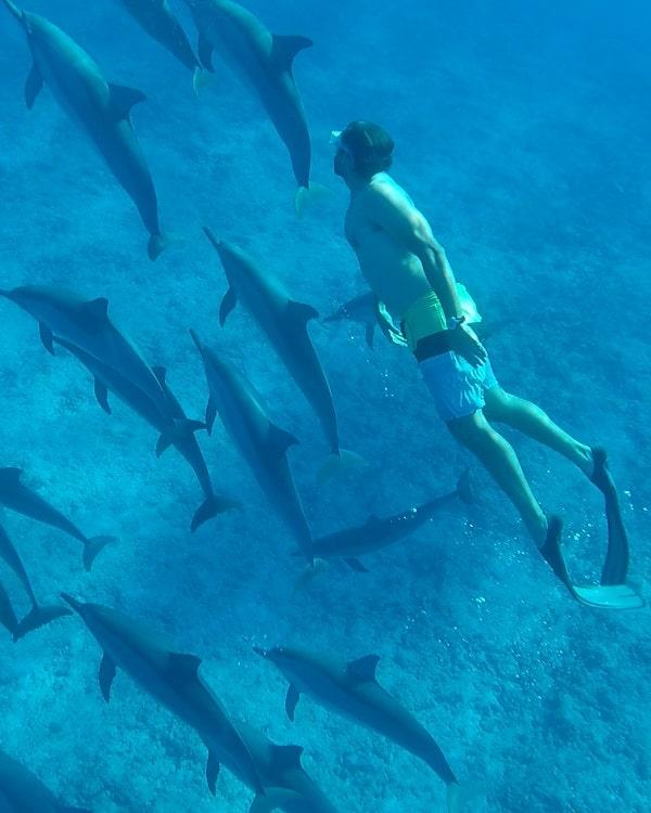 Swim with Dolphins