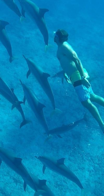 Swim with Dolphins