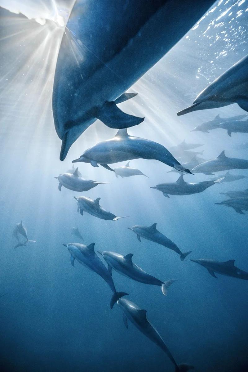 Swimming with Dolphins in Mauritius with Vitamin Sea