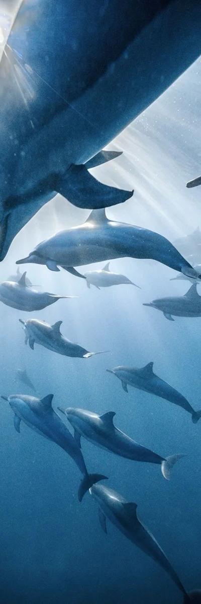 Swimming with Dolphins in Mauritius with Vitamin Sea