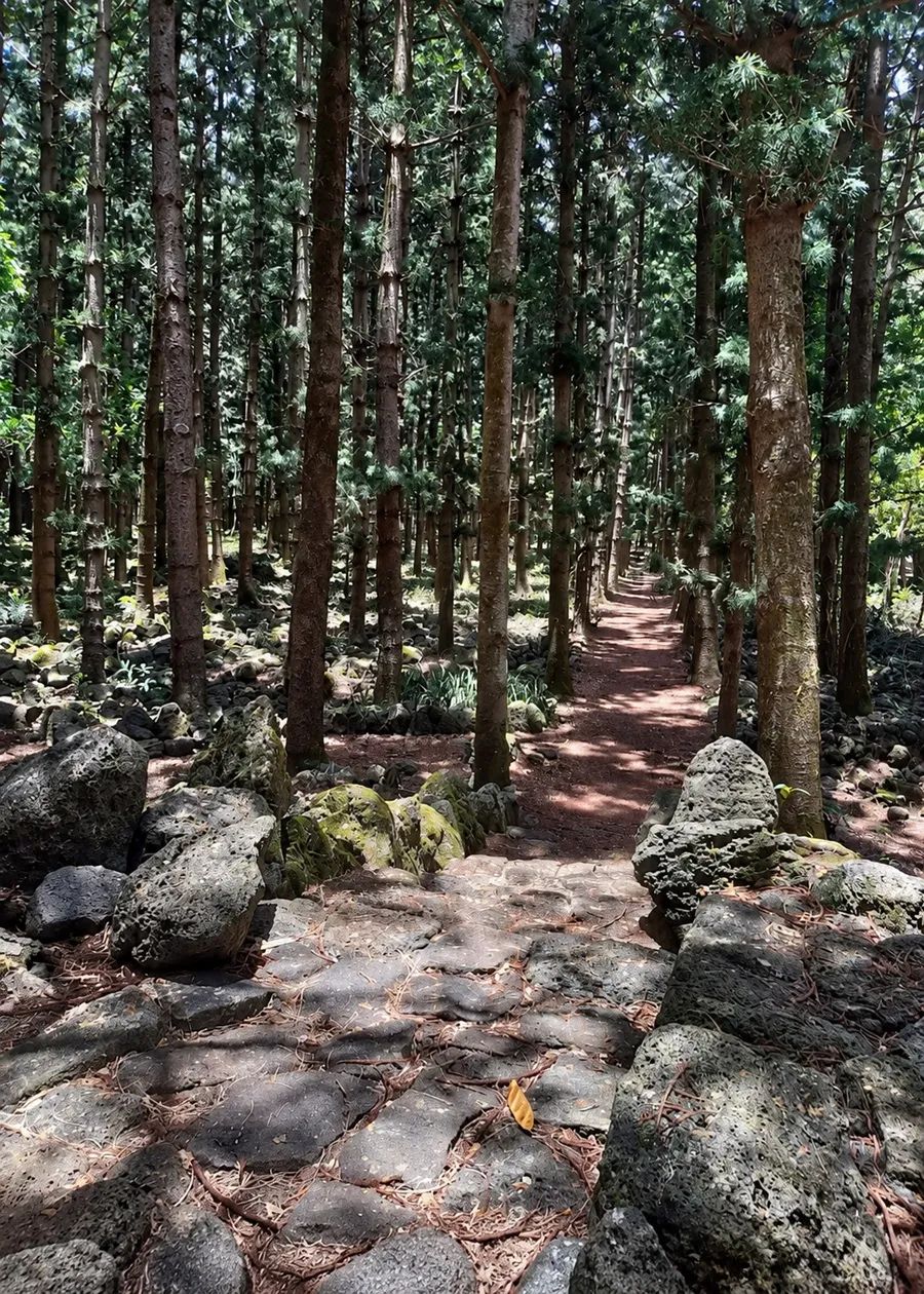 Belle Vue(daruty) Forest Trail