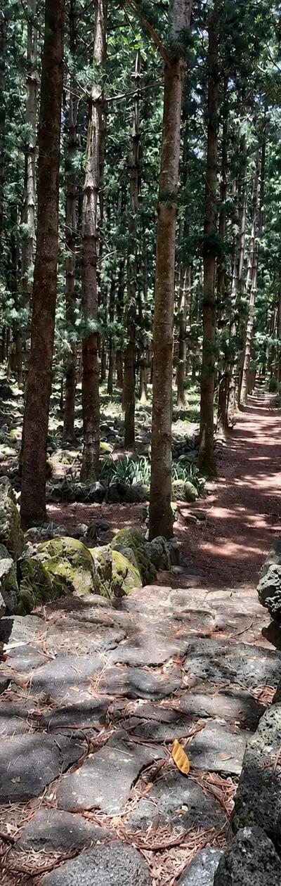 Belle Vue(daruty) Forest Trail