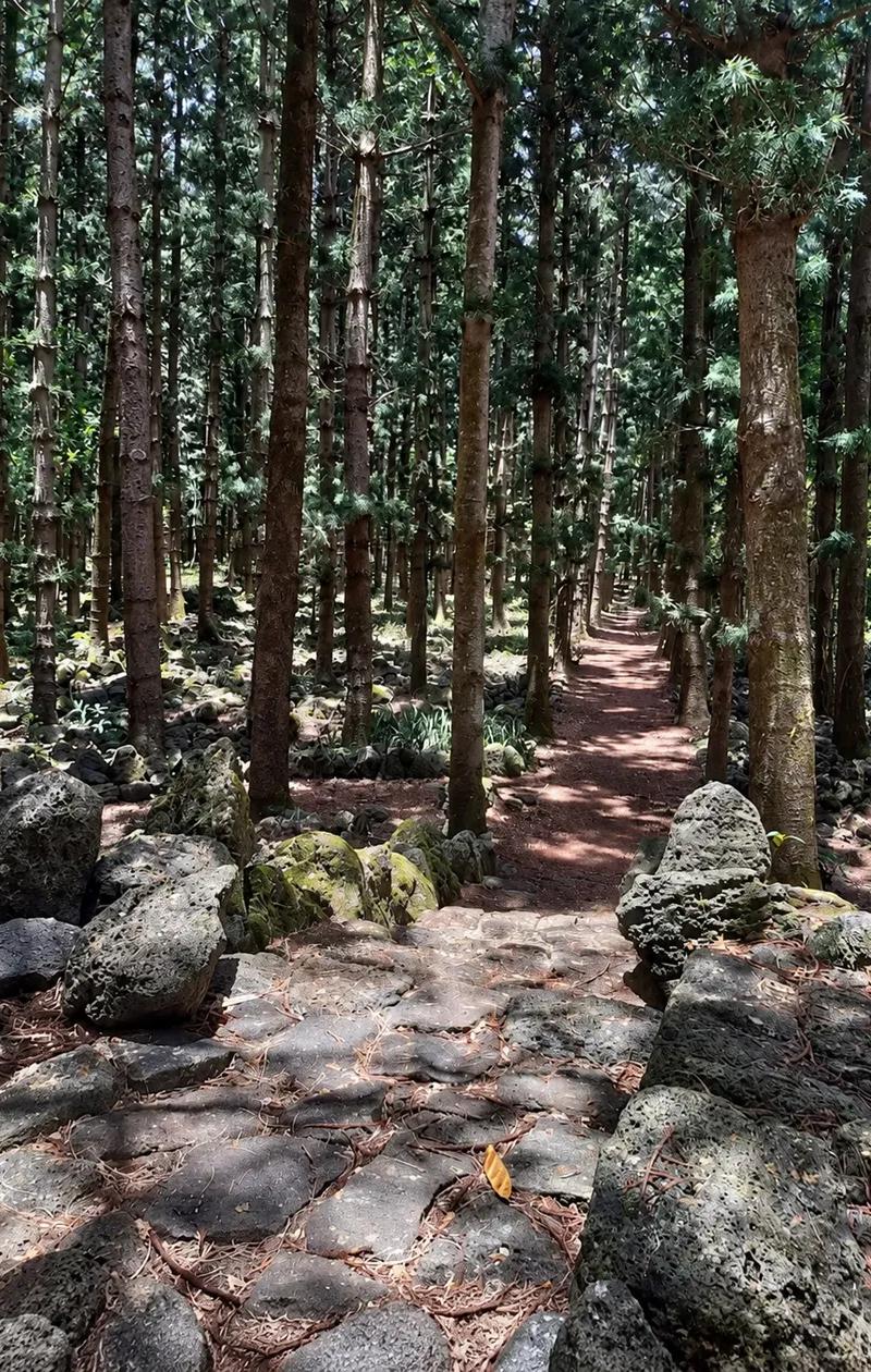 Belle Vue(daruty) Forest Trail