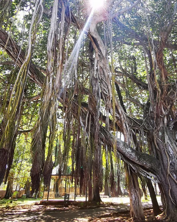Telfair Garden