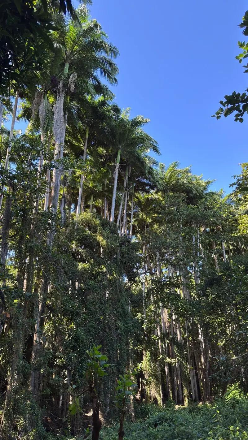 Royal Palm Forest Hike Mauritius | Hidden Nature Trail in the Wild South Beach photo 11