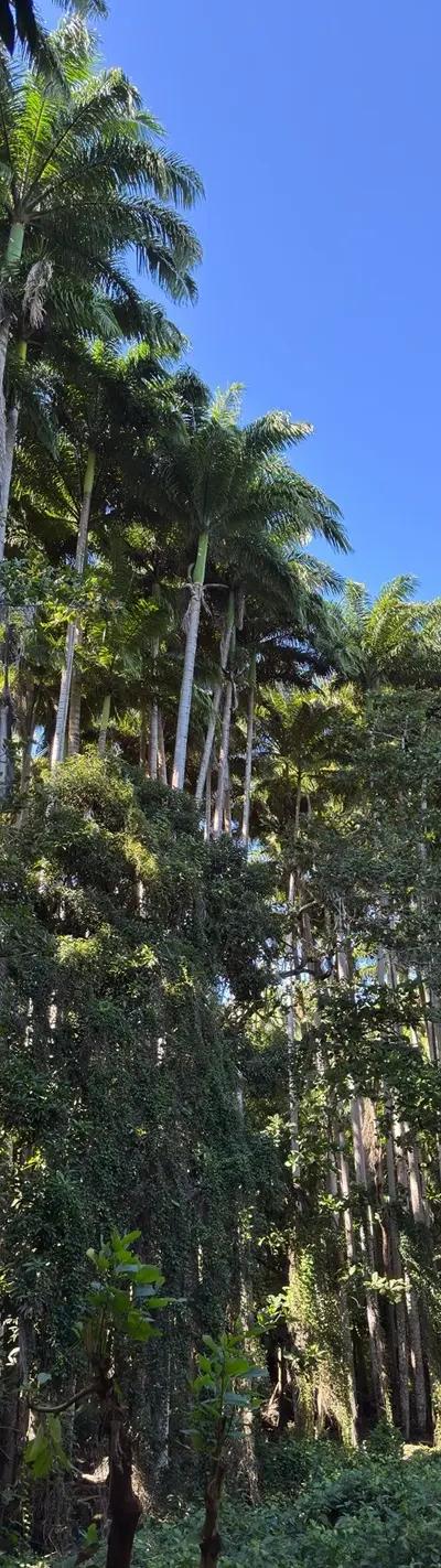 Royal Palm Forest Hike Mauritius | Hidden Nature Trail in the Wild South Beach photo 11