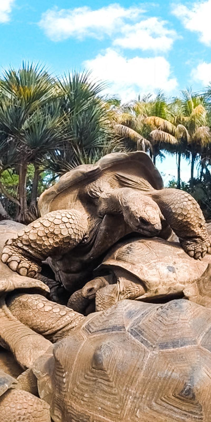 turtles-in-mauritius.jpeg