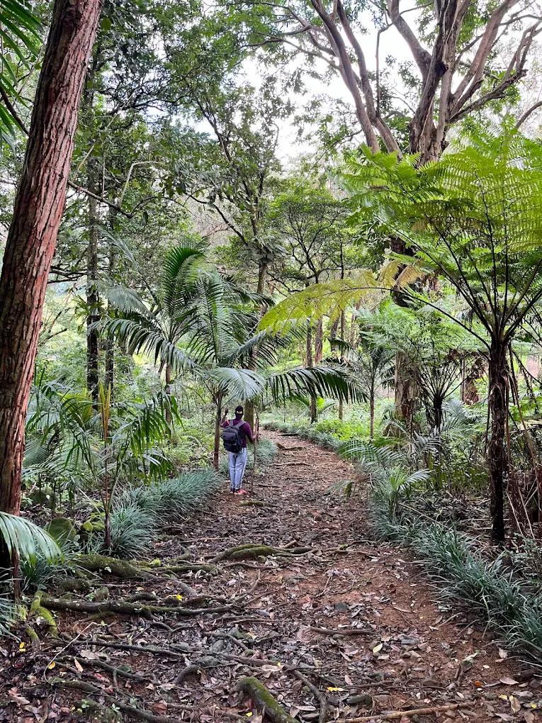 Walking trail through the endemic forest of Vallée d’Osterlog in Mauritius, surrounded by lush mountain vegetation