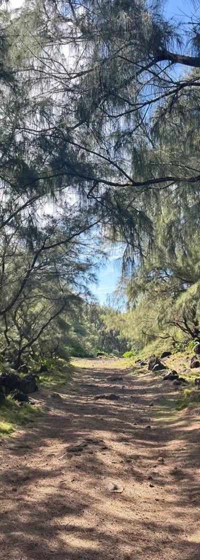 Le Souffleur Mauritius | Wild South Coast Blowhole and Natural Coastal Wonder Beach photo 5