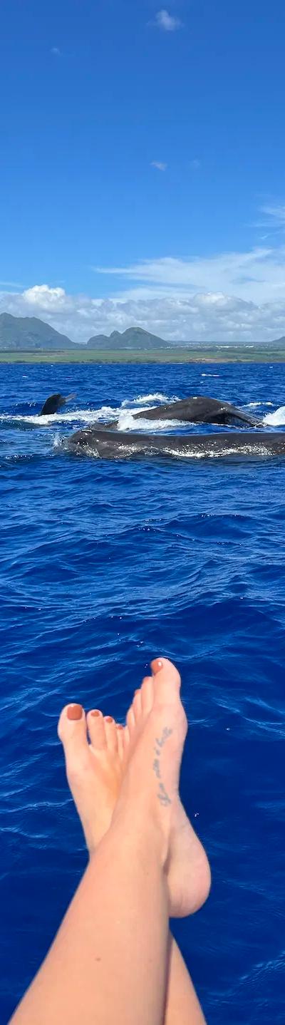 Whale Watching Tour West Coast Beach photo 6