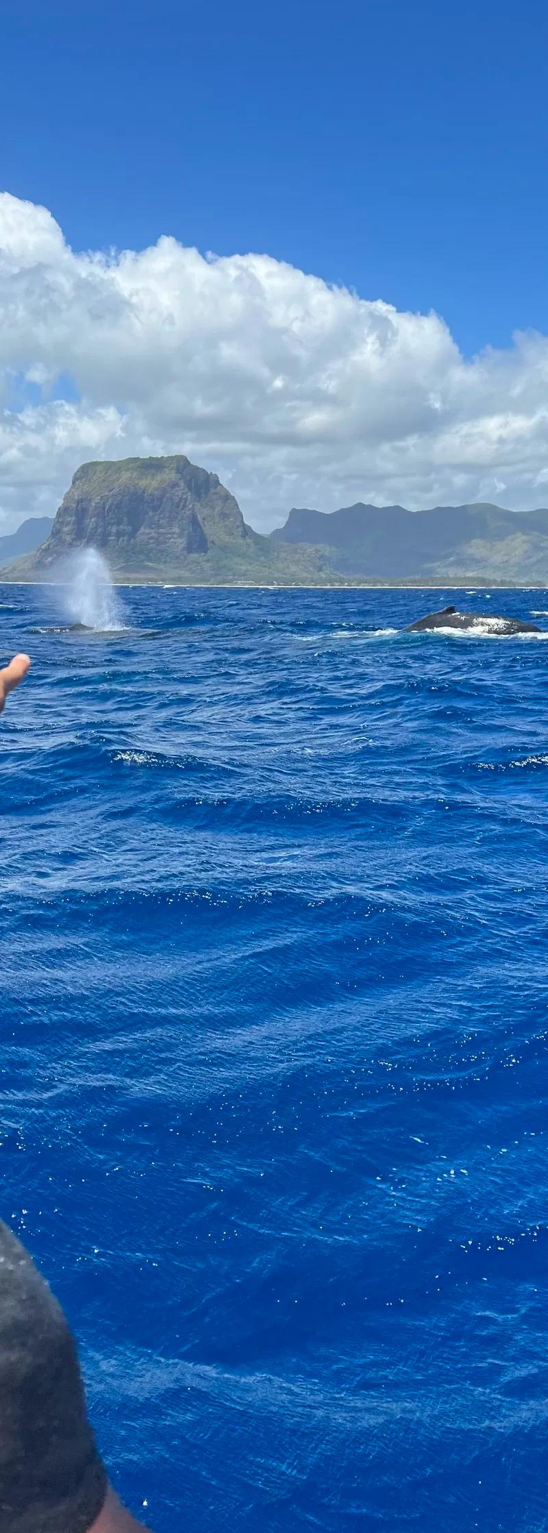 Whale Watching Tour West Coast