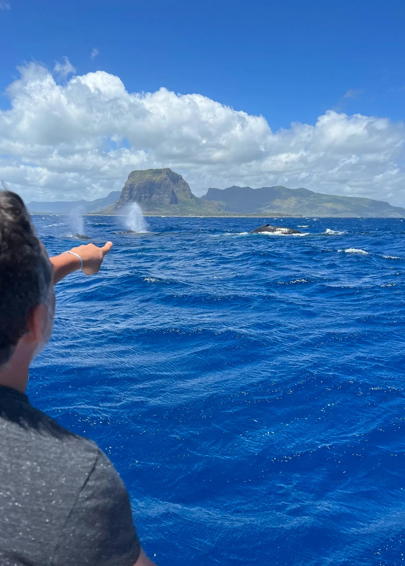Whale watching tour on the west coast of Mauritius, offering a chance to observe sperm whales and seasonal humpback whales in the Indian Ocean.
