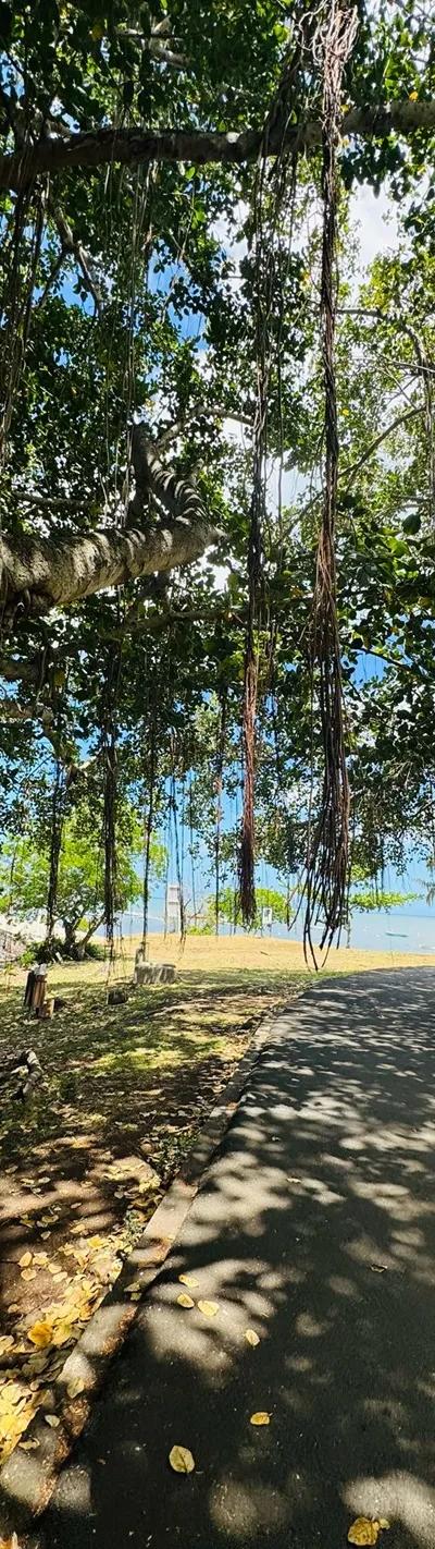 Case Noyale Giant Banyan Tree | Authentic West Coast Village Near Le Morne Beach photo 7