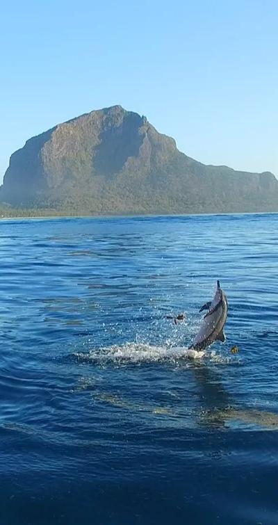 Nadar con delfines - Costa oeste Beach photo 3