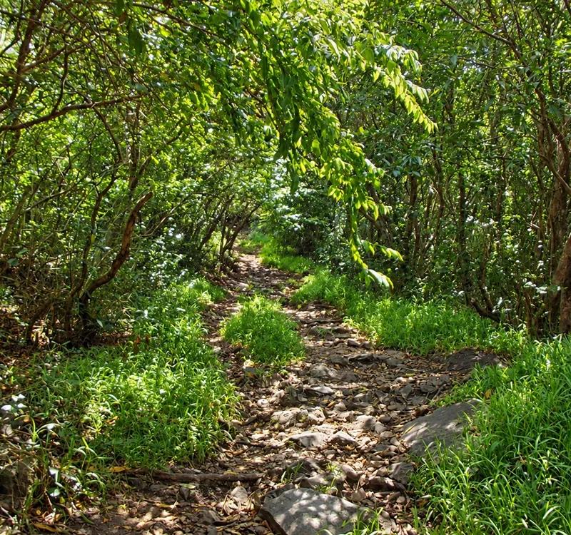 winding-forest-trail-at-le-pouce--mauritius..webp