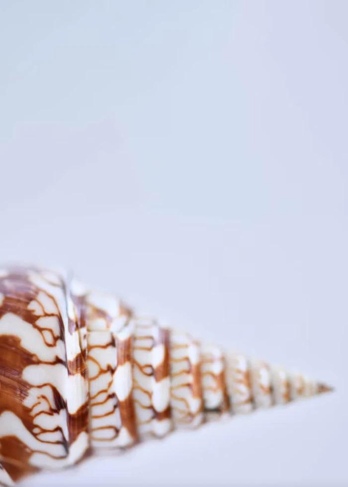 World Of Seashells Beach photo 3