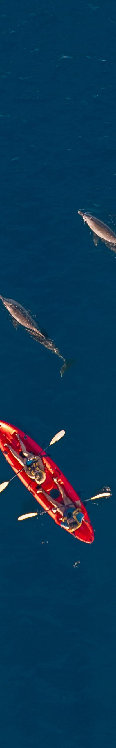 Kayak with Dolphins in Mauritius Beach photo 2